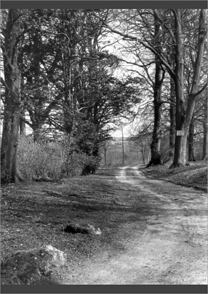Sarsgrove Wood Trackway