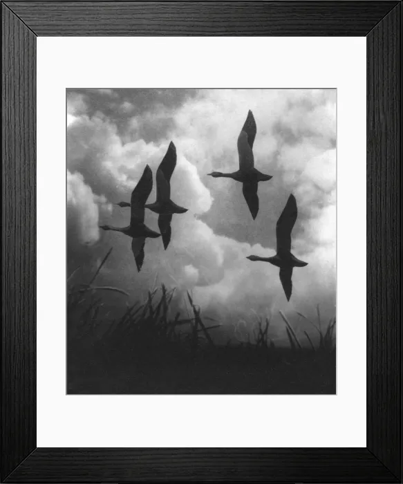 Framed Print : Flying Geese Framed Print : Flying Geese