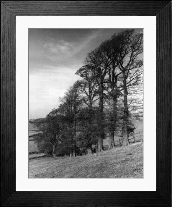 Framed Print : ELM TREES. A study of elm trees, set on the slopes of Glasthorpe Hill Framed Print : ELM TREES. A study of elm trees, set on the slopes of Glasthorpe Hill