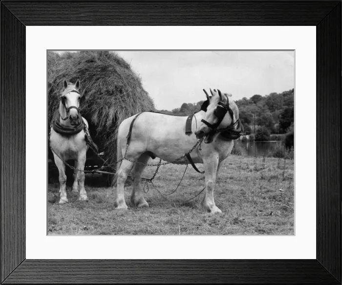 Framed Print : Hay Horse and Cart Framed Print : Hay Horse and Cart