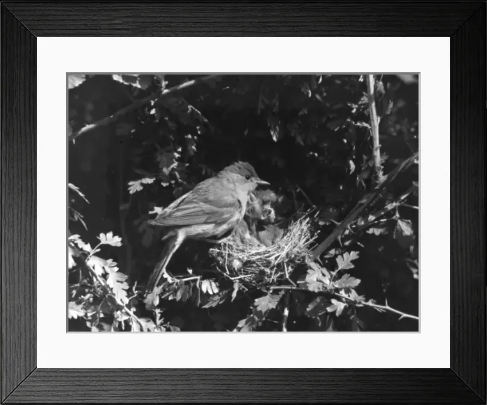 Framed Print : Birds / Blackcap Warbler Framed Print : Birds / Blackcap Warbler