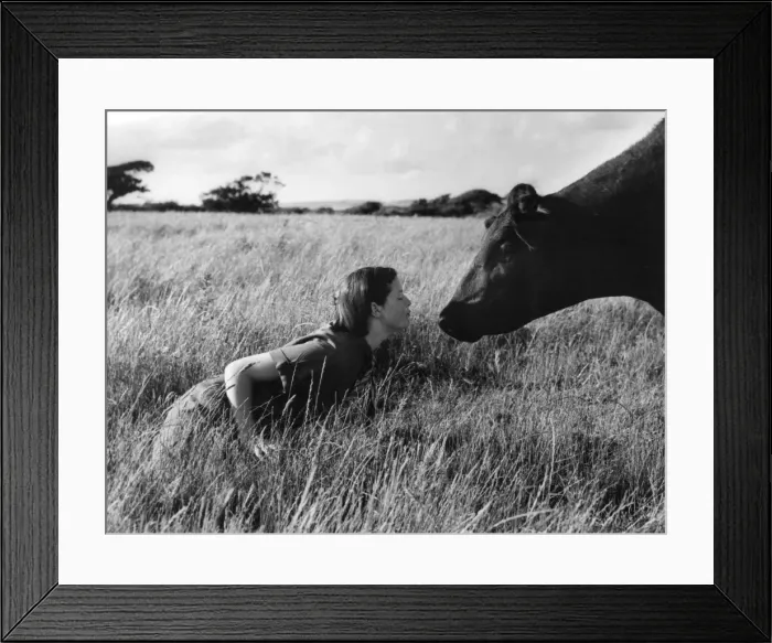 Framed Print : Anne & Aberdeen Angus Framed Print : Anne & Aberdeen Angus