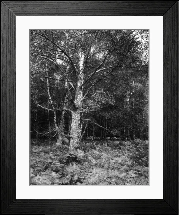 Framed Print : Birch & Bracken Framed Print : Birch & Bracken