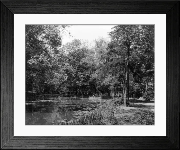 Framed Print : Wanstead Park Woods Framed Print : Wanstead Park Woods