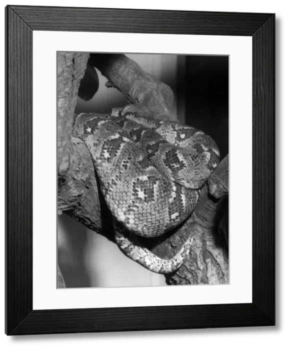 Framed Print : Madagascan Boa Framed Print : Madagascan Boa