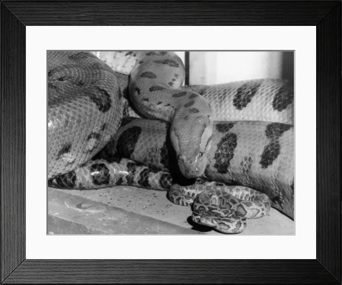 Framed Print : ANACONDA. An Anaconda, an aquatic boa snake, which can be found in the Framed Print : ANACONDA. An Anaconda, an aquatic boa snake, which can be found in the