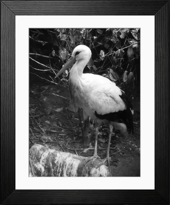 Framed Print : Painted Stork Framed Print : Painted Stork