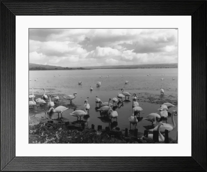 Framed Print : The Great Swannery Framed Print : The Great Swannery
