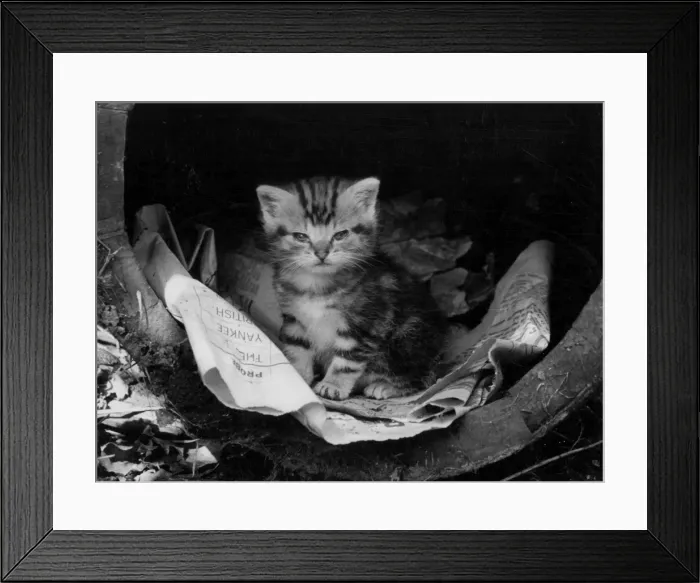 Framed Print : Newspaper Kitten Framed Print : Newspaper Kitten