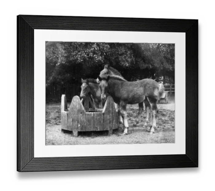 Framed Print : Trio of Foals Framed Print : Trio of Foals