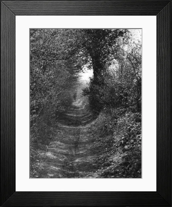 Framed Print : Woodland Trackway Framed Print : Woodland Trackway