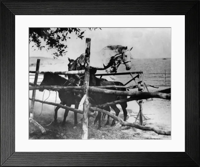 Framed Print : Horse Leap Frog Framed Print : Horse Leap Frog