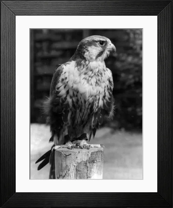 Framed Print : Lugger Falcon Framed Print : Lugger Falcon