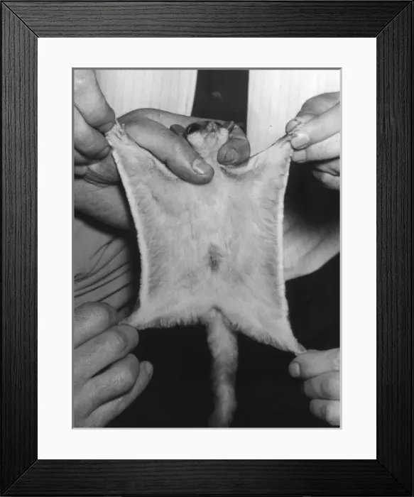 Framed Print : Sugar Glider