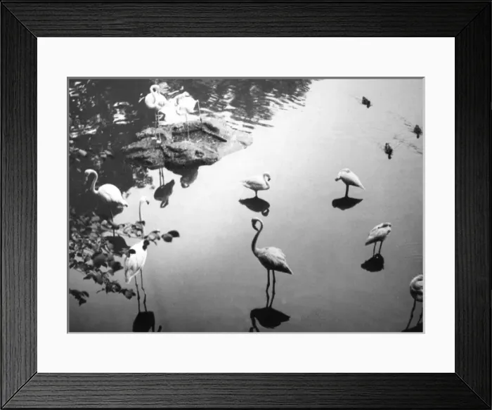 Framed Print : Flamingo Reflections Framed Print : Flamingo Reflections