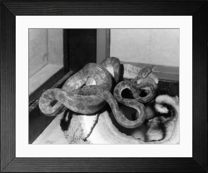 Framed Print : Garden Tree Boa Framed Print : Garden Tree Boa