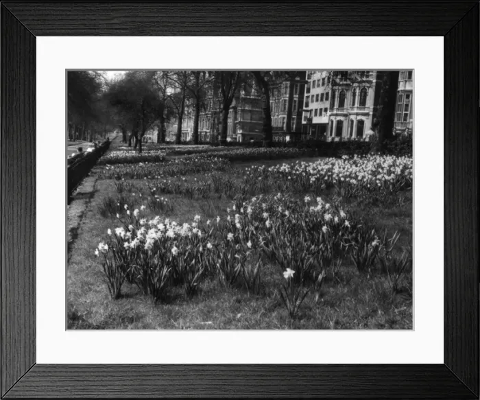 Framed Print : Springtime in Green Park Framed Print : Springtime in Green Park