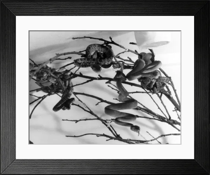 Framed Print : Garden Tree Boas Framed Print : Garden Tree Boas