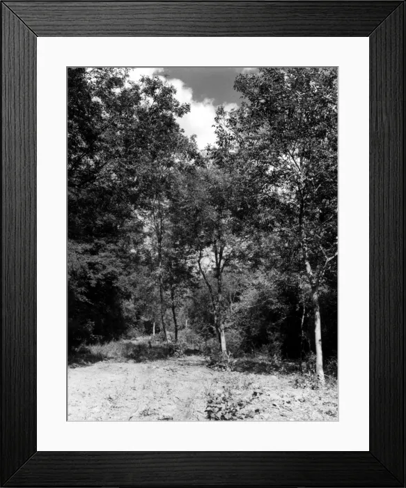 Framed Print : Rockingham Forest Framed Print : Rockingham Forest