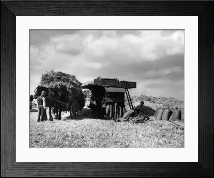 Framed Print : Wheat Harvest Framed Print : Wheat Harvest