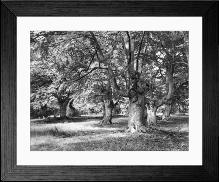 Framed Print : Burnham Beeches Framed Print : Burnham Beeches