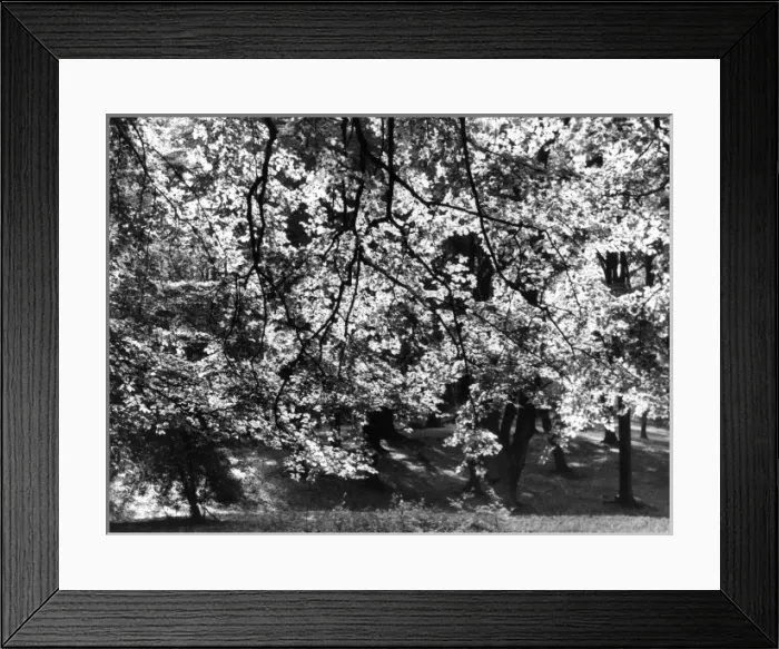 Framed Print : Beech Tree Leaves Framed Print : Beech Tree Leaves