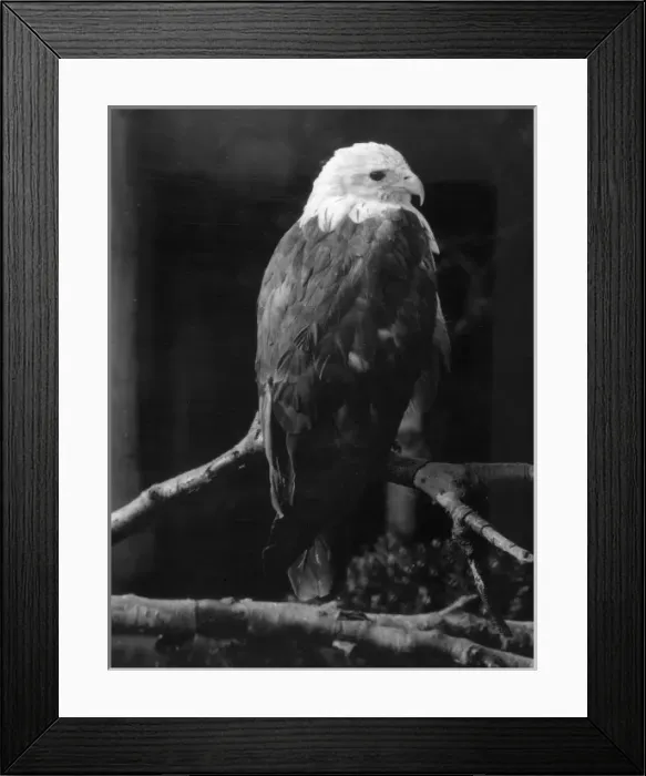 Framed Print : Brahminy Kite Framed Print : Brahminy Kite