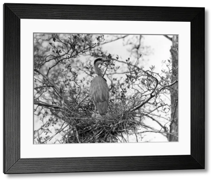 Framed Print : Herons Nest Framed Print : Herons Nest