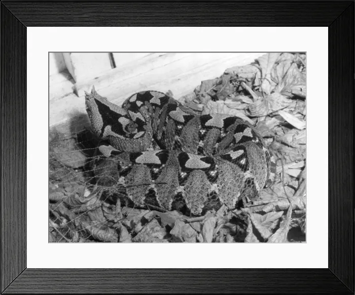 Framed Print : Rhinoceros Viper Framed Print : Rhinoceros Viper