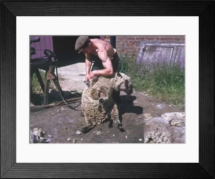 Framed Print : Sheep Shearing Framed Print : Sheep Shearing