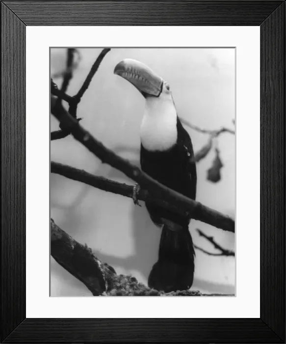 Framed Print : TOUCAN. A Toucan with its beak in the air. Date: 1960s Framed Print : TOUCAN. A Toucan with its beak in the air. Date: 1960s