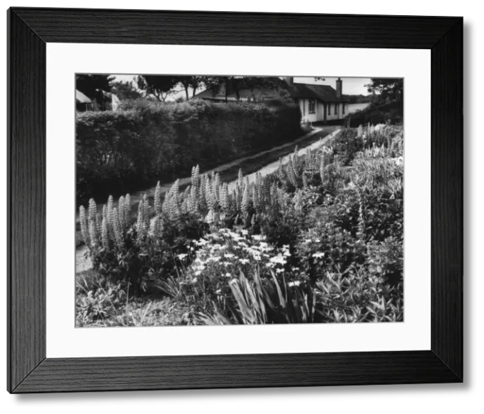 Framed Print : Cottage Garden Border Framed Print : Cottage Garden Border