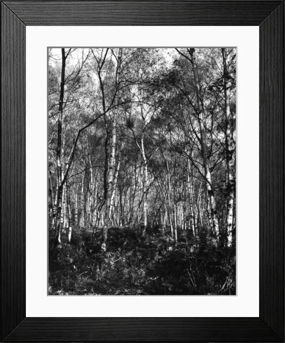 Framed Print : Silver Birches Framed Print : Silver Birches