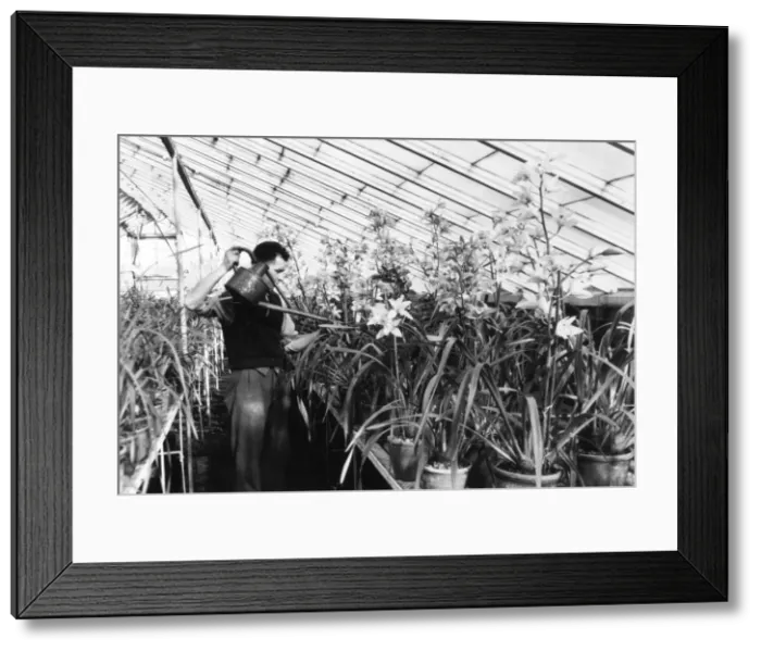 Framed Print : Greenhouse Nursery Framed Print : Greenhouse Nursery