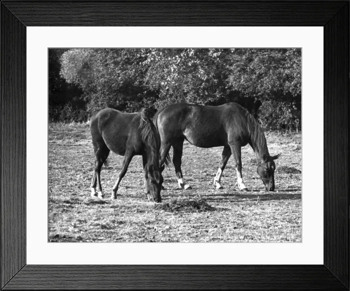Framed Print : Mare & Foal Framed Print : Mare & Foal