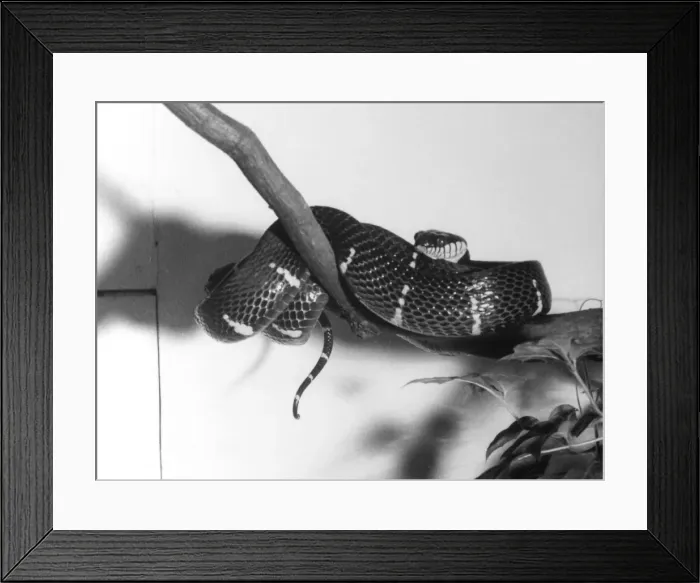 Framed Print : Shore / Mangrove Viper Framed Print : Shore / Mangrove Viper