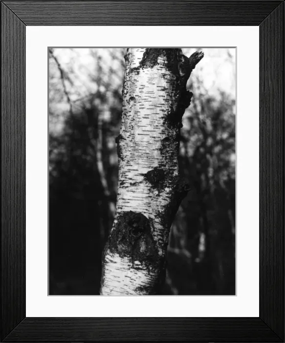 Framed Print : Silver Birch Bark Framed Print : Silver Birch Bark