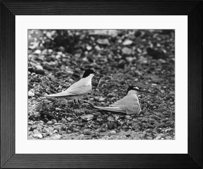 Framed Print : Little Terns Framed Print : Little Terns