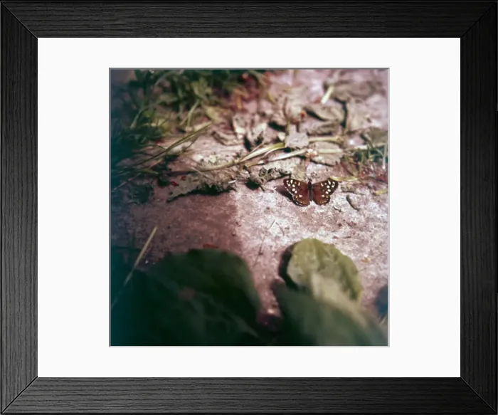 Framed Print : Spotted Wood Butterfly Framed Print : Spotted Wood Butterfly