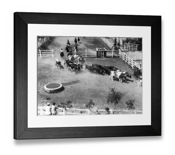 Framed Print : Spanish Bull Farming Framed Print : Spanish Bull Farming