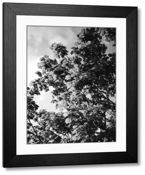 Framed Print : Sycamore Leaves Framed Print : Sycamore Leaves