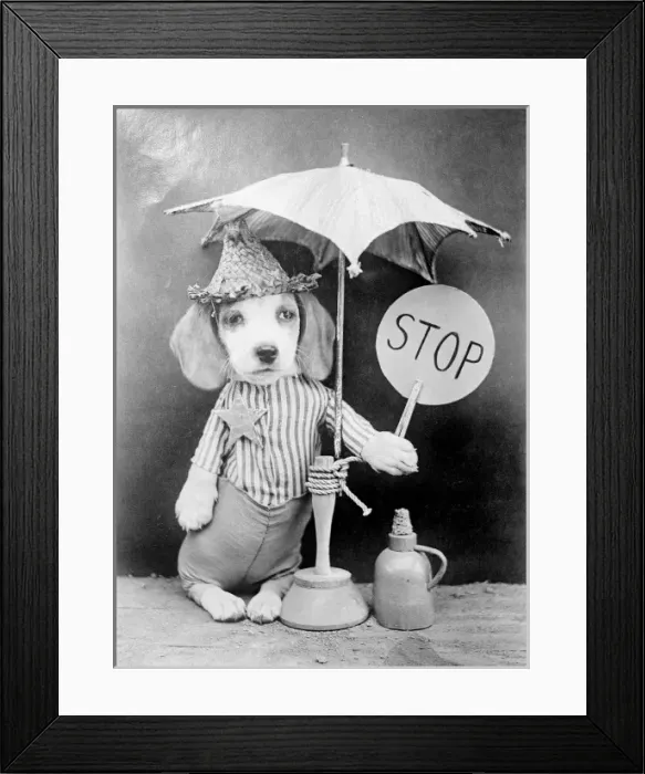 Framed Print : LOLLIPOP DOG Framed Print : LOLLIPOP DOG