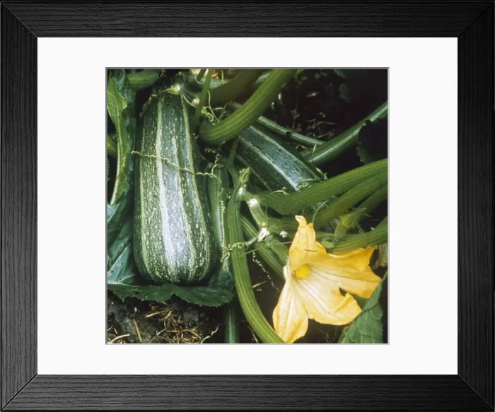 Framed Print : Vegetable / Marrow Framed Print : Vegetable / Marrow