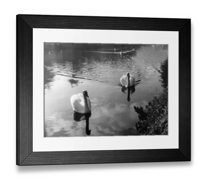 Framed Print : Swimming Swans Framed Print : Swimming Swans