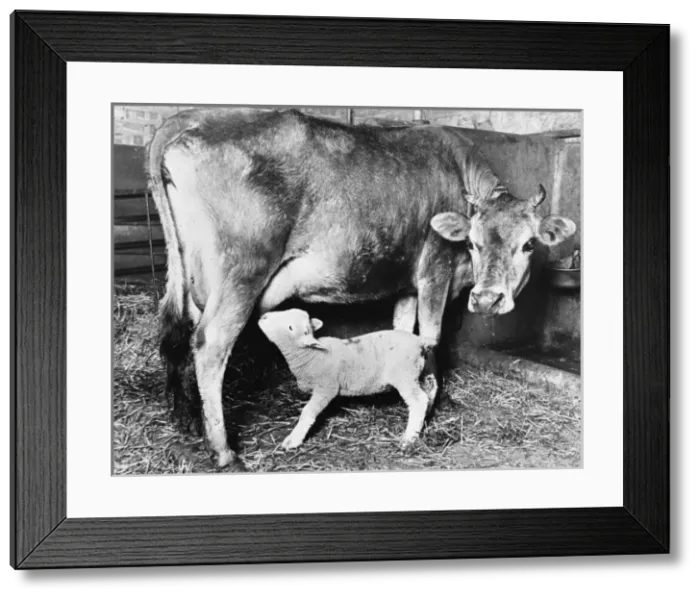 Framed Print : Cow Suckling Lamb Framed Print : Cow Suckling Lamb