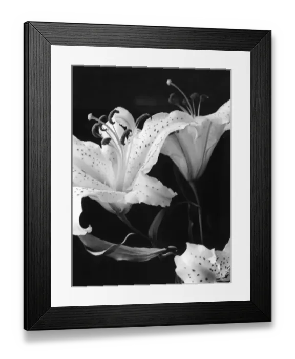 Framed Print : Tiger Lilies Framed Print : Tiger Lilies