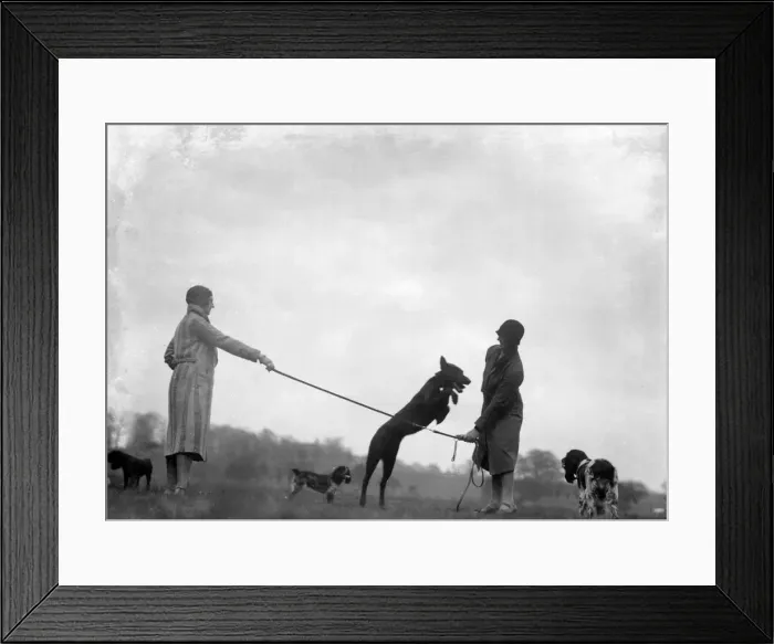 Framed Print : Dog Jumping 1930S Framed Print : Dog Jumping 1930S