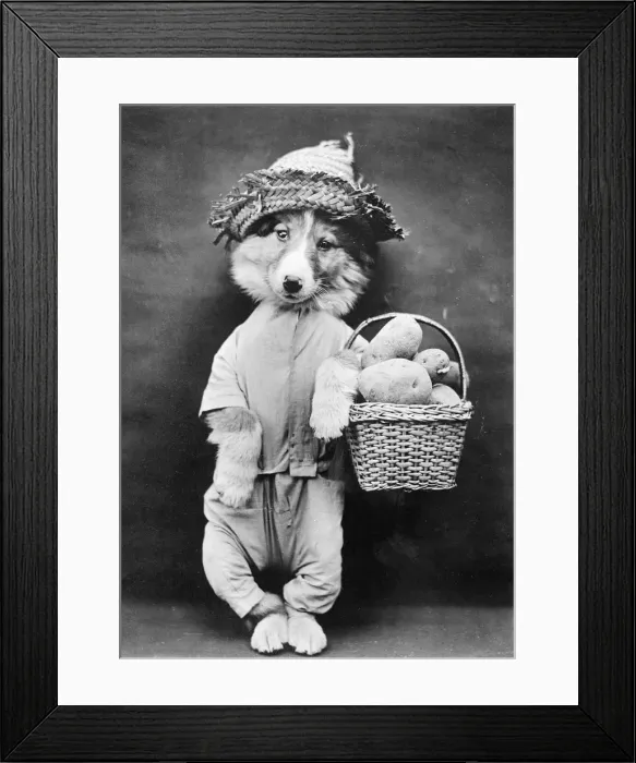 Framed Print : Doggy Potato Seller Framed Print : Doggy Potato Seller