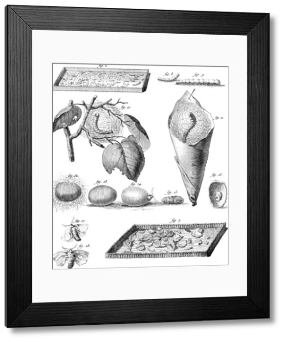 Framed Print : Stages of the Silkworm Framed Print : Stages of the Silkworm
