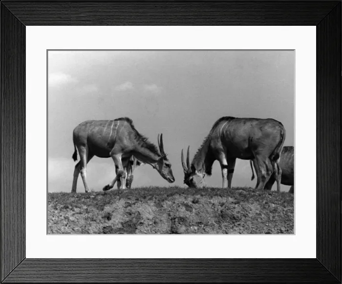 Framed Print : Eland Antelopes Framed Print : Eland Antelopes